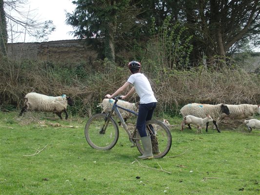 Checking the animals in a different way at Forda Farm B&B near Holsworthy and Bude, EX22 7BS.